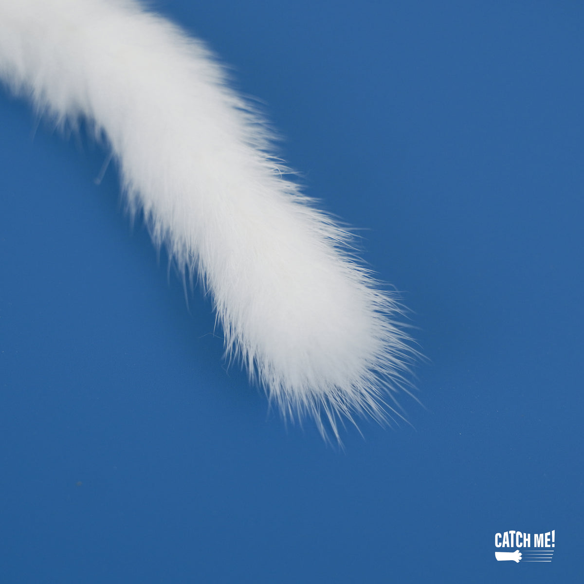Catch Me! Bugs Cat Teaser